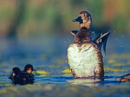 Picture of LESSER SCAUP FEMALE AND YOUNG