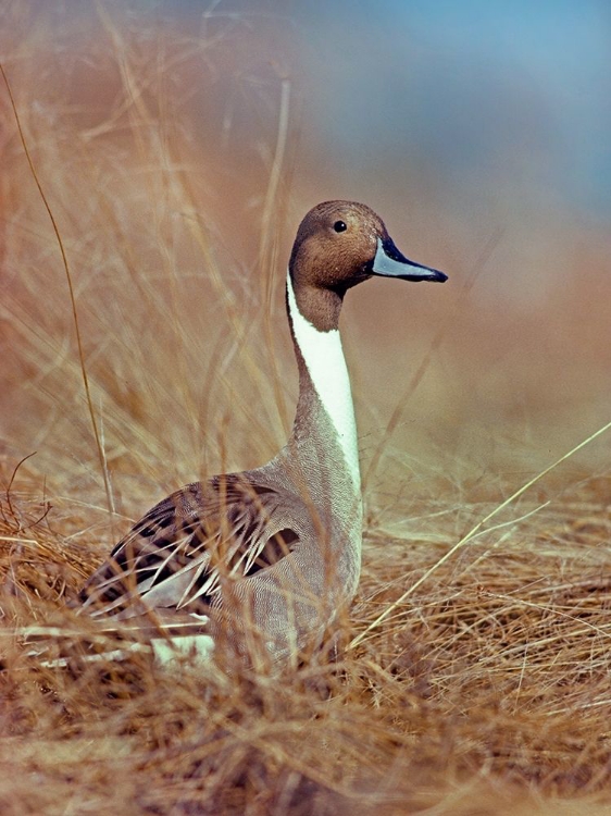 Picture of NORTHERN PINTAIL DRAKE