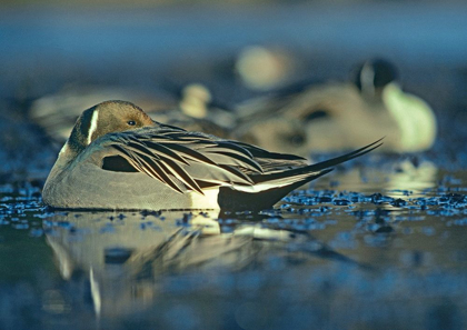 Picture of NORTHERN PINTAIL DRAKE SNOOZING