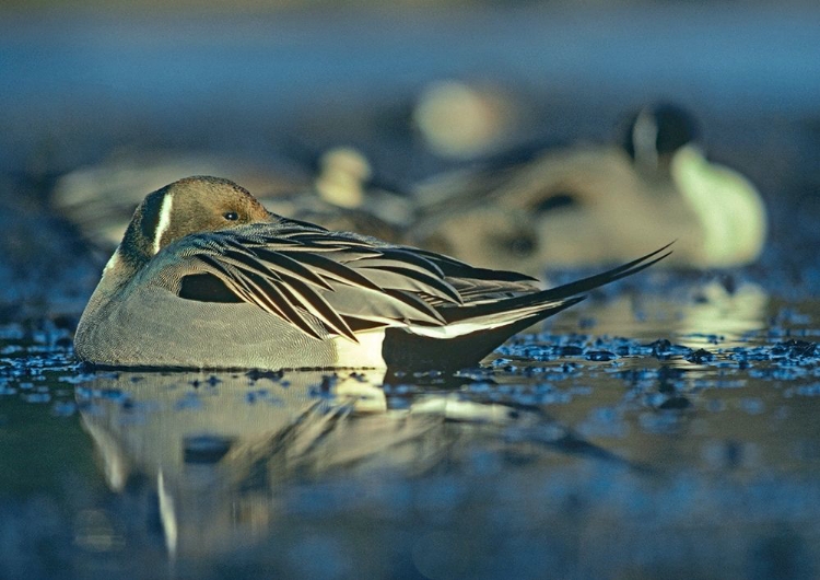 Picture of NORTHERN PINTAIL DRAKE SNOOZING