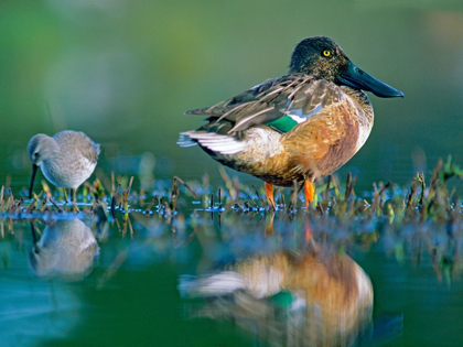 Picture of NORTHERN SHOVELER DRAKE WITH SANDPIPER