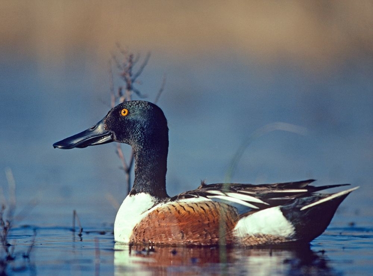 Picture of NORTHERN SHOVELER DRAKE