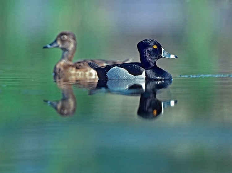 Picture of RING-NECKED DRAKE AND HEN