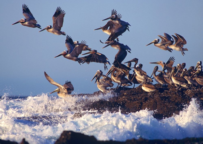 Picture of BROWN PELICANS ON ROCK