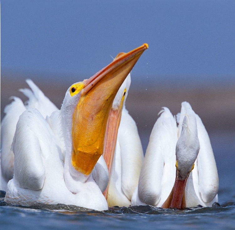 Picture of WHITE PELICANS SWALLOWING FISH