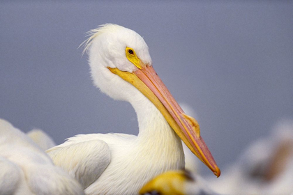 Picture of WHITE PELICAN