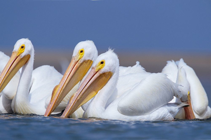 Picture of WHITE PELICANS