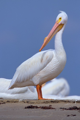 Picture of WHITE PELICAN PREENING