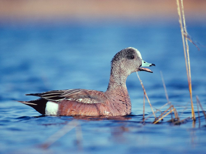 Picture of AMERICAN WIDGEON