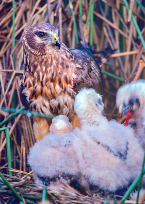 Picture of MARSH HAWKS