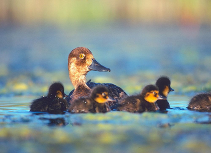 Picture of LESSER SCAUP HEN WITH YOUNG