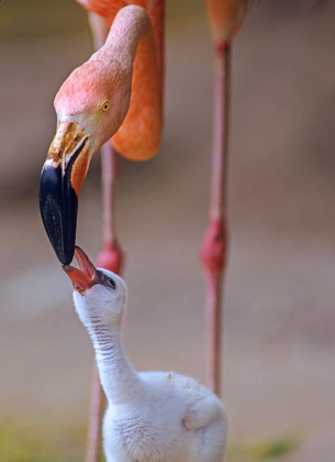 Picture of CARIBBEAN GREATER FLAMINGO WITH CHICK