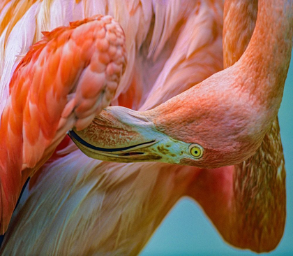 Picture of CARIBBEAN GREATER FLAMINGO PREENING