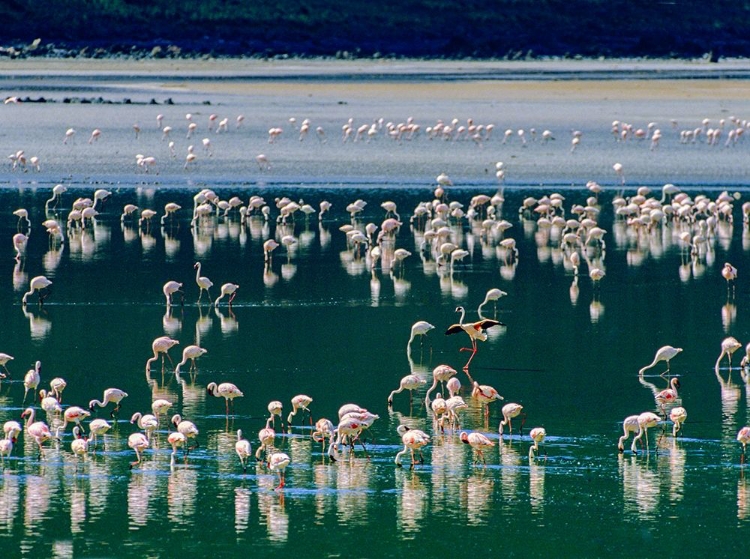 Picture of LESSER FLAMINGOS-KENYA