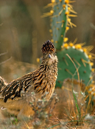 Picture of GREATER ROADRUNNER