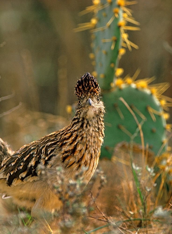 Picture of GREATER ROADRUNNER