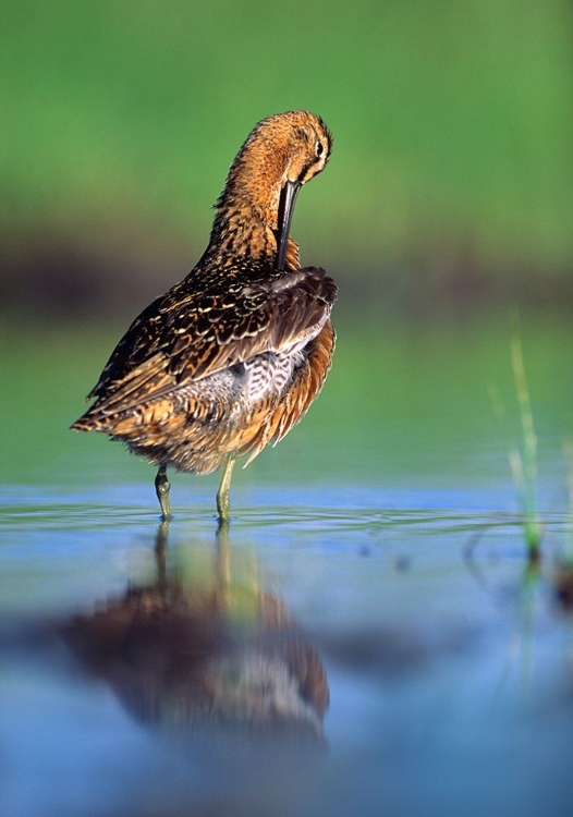 Picture of LONG-BILLED DOWITCHER PREENING