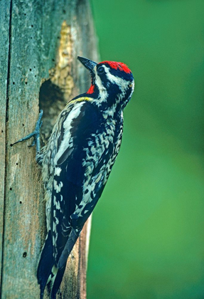 Picture of YELLOW-BELLIED SAPSUCKER