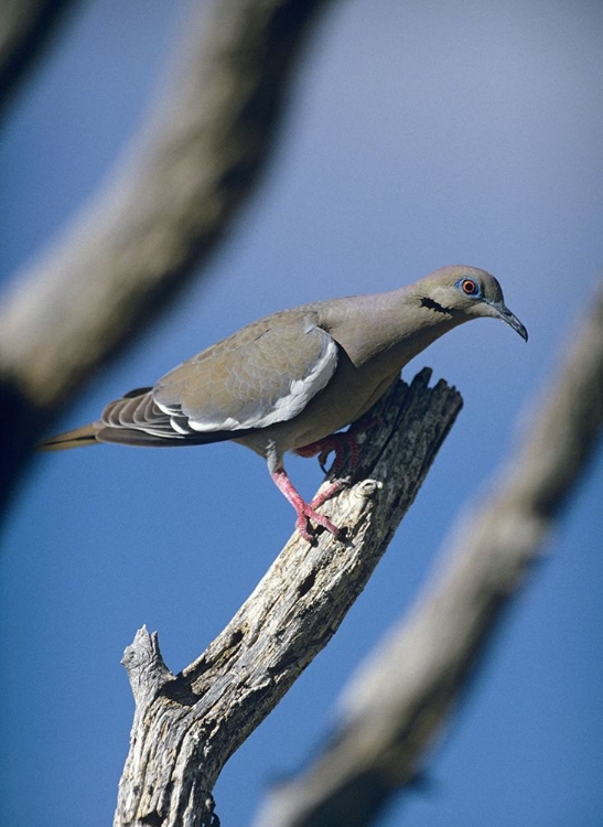 Picture of WHITE-WINGED DOVE