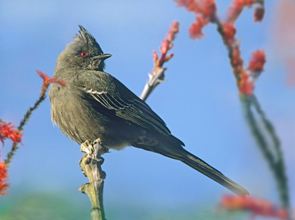 Picture of PHAINOPEPLA ON OCOTILLO-ARIZONA