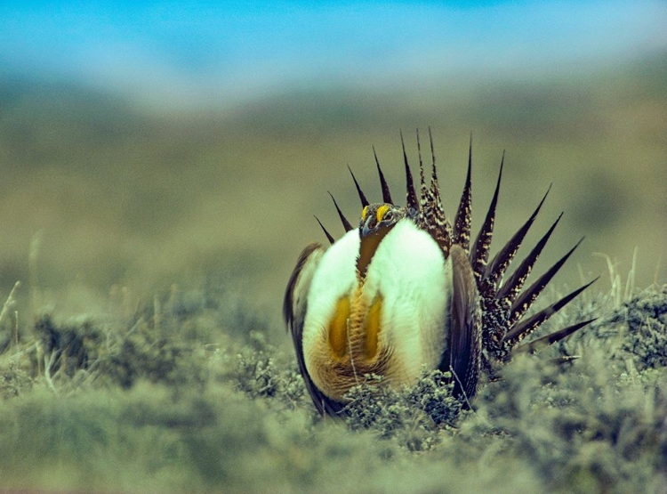 Picture of SAGE GROUSE IN COURTSHIP DISPLAY