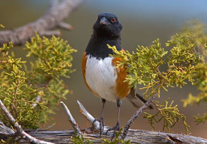 Picture of RUFOUS-SIDED TOWHEE