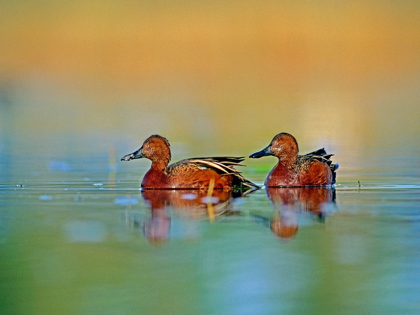 Picture of CINNAMON TEALS