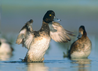 Picture of LESSER SCAUP DRAKE EXERCISING HIS WINGS