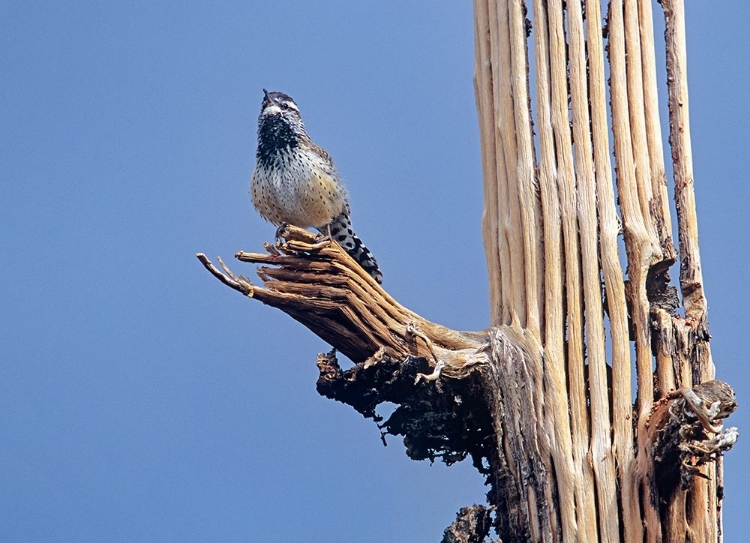 Picture of CACTUS WREN ON SAGUARO CACTUS SKELETON