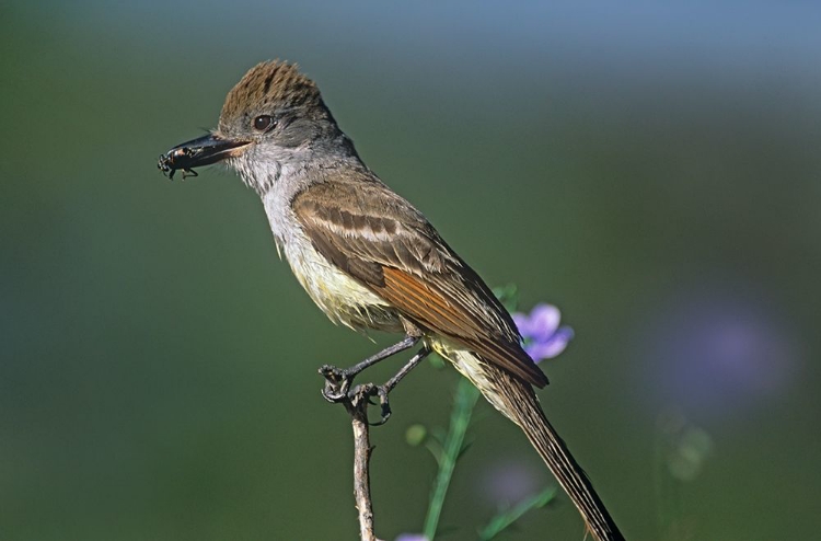 Picture of ASH-THROATED FLYCATCHER WITH INSECT