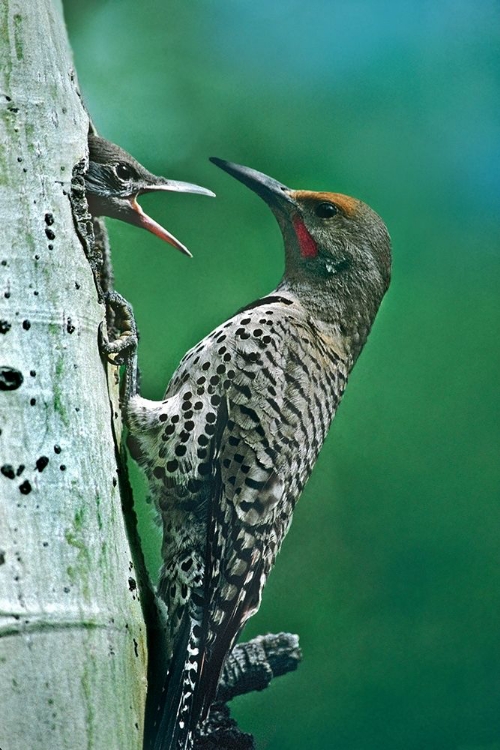 Picture of NORTHERN FLICKER MALE FEEDING YOUNG
