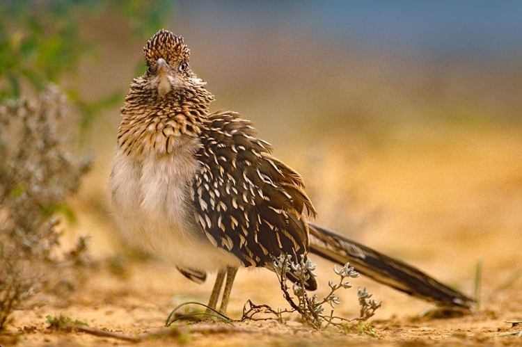 Picture of GREATER ROADRUNNER SUNNING