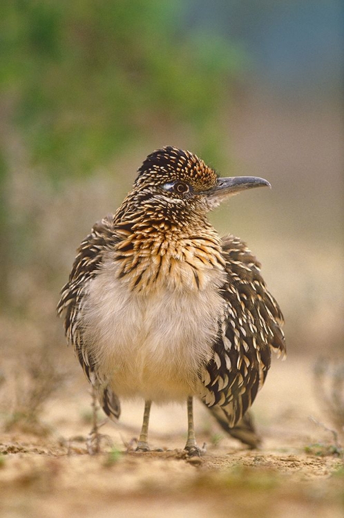 Picture of GREATER ROADRUNNER