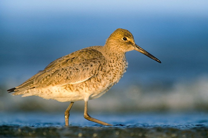 Picture of WILLET