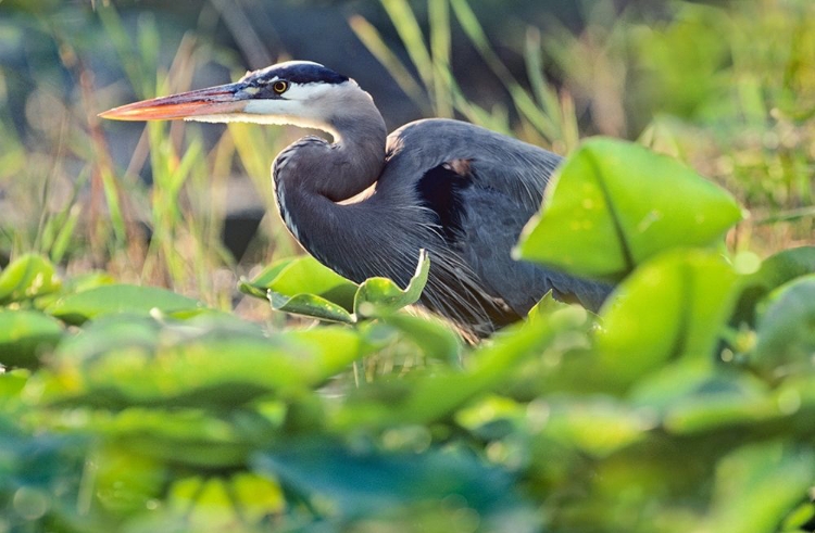 Picture of GREAT BLUE HERON IN LILY PADS