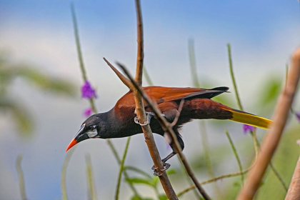 Picture of MONTEZUMA OROPENDOLA