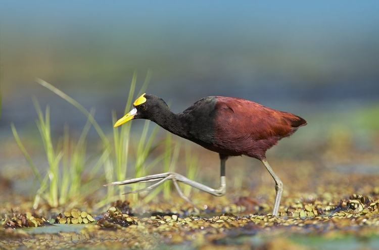 Picture of NORTHERN JACANA I