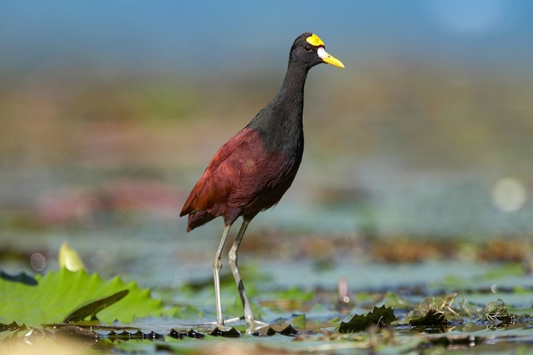 Picture of NORTHERN JACANA III