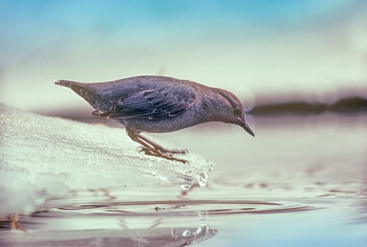 Picture of AMERICAN DIPPER STANDING ON ICE