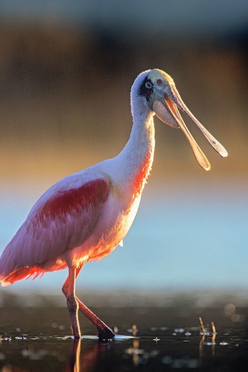 Picture of ROSEATE SPOONBILL