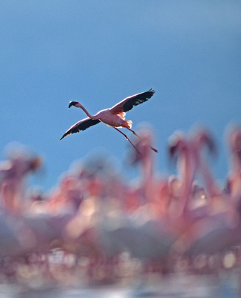 Picture of LESSER FLAMINGO