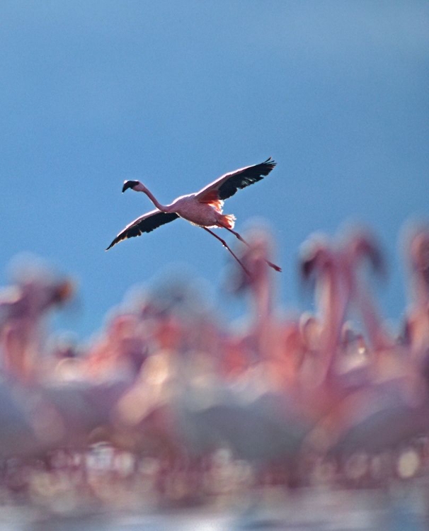 Picture of LESSER FLAMINGO