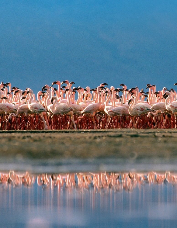 Picture of LESSER FLAMINGOS OVER LAKE MAGADI KENYA