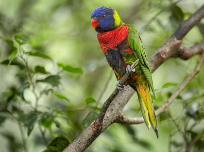 Picture of RAINBOW LORY GREEN NAPED LORY