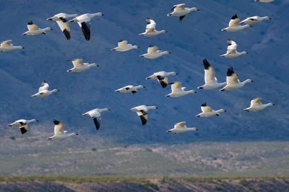 Picture of SNOW GEESE-BOSQUE DEL APACHE NATIONAL WILDLIFE REFUGE-NEW MEXICO II