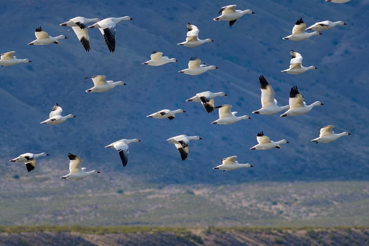 Picture of SNOW GEESE-BOSQUE DEL APACHE NATIONAL WILDLIFE REFUGE-NEW MEXICO II