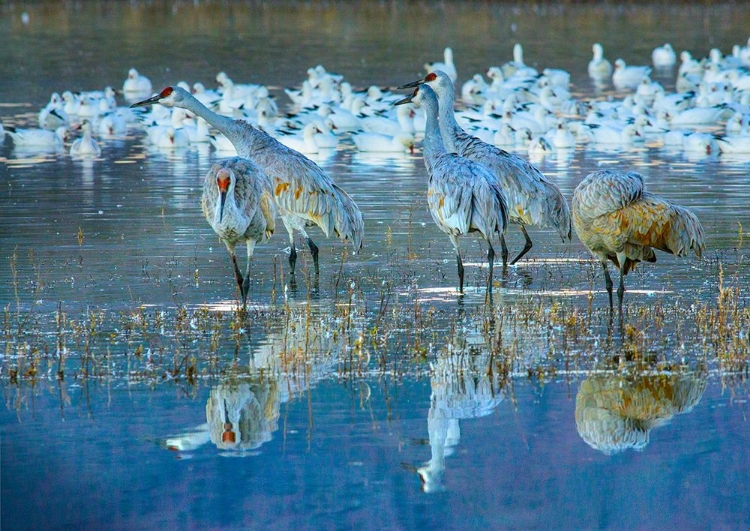 Picture of SANDHILL CRANES-BOSQUE DEL APACHE NATIONAL WILDLIFE REFUGE-NEW MEXICO I