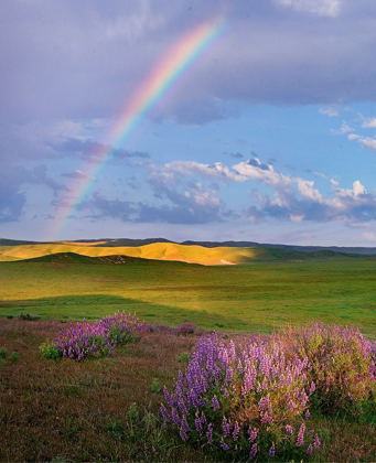 Picture of GIANT LUPINES-CARRIZO PLAINS NATIONAL MONUMENT-CALIFORNIA