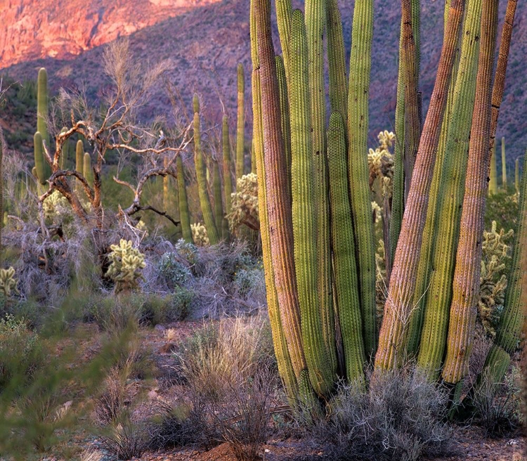 Picture of ORGAN PIPE CACTUS NATIONAL MONUMENT-ARIZONA