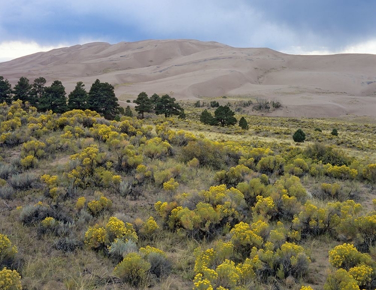 Picture of GREAT SAND DUNES NATIONAL PARK-COLORADO